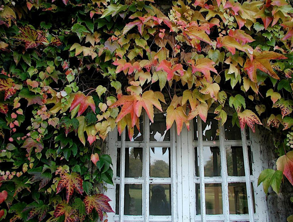 Fenêtre d'automne
