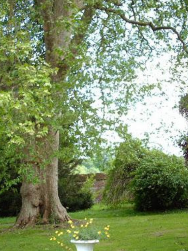 Grand platane - arrivée des invités